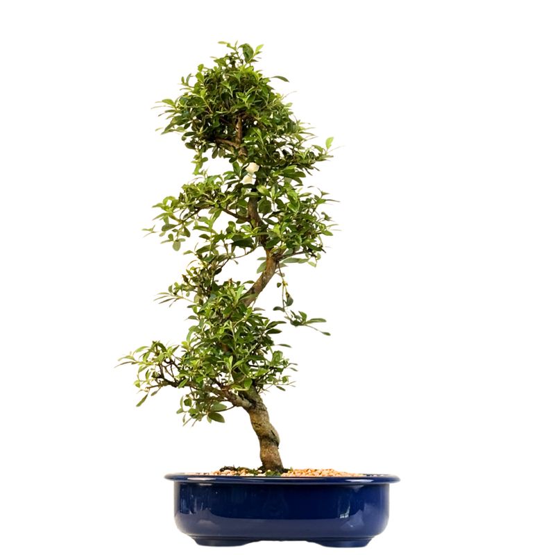 Satsuki Azalee Bonsai P23cm Topf ,,Asahi-no-Izumi''