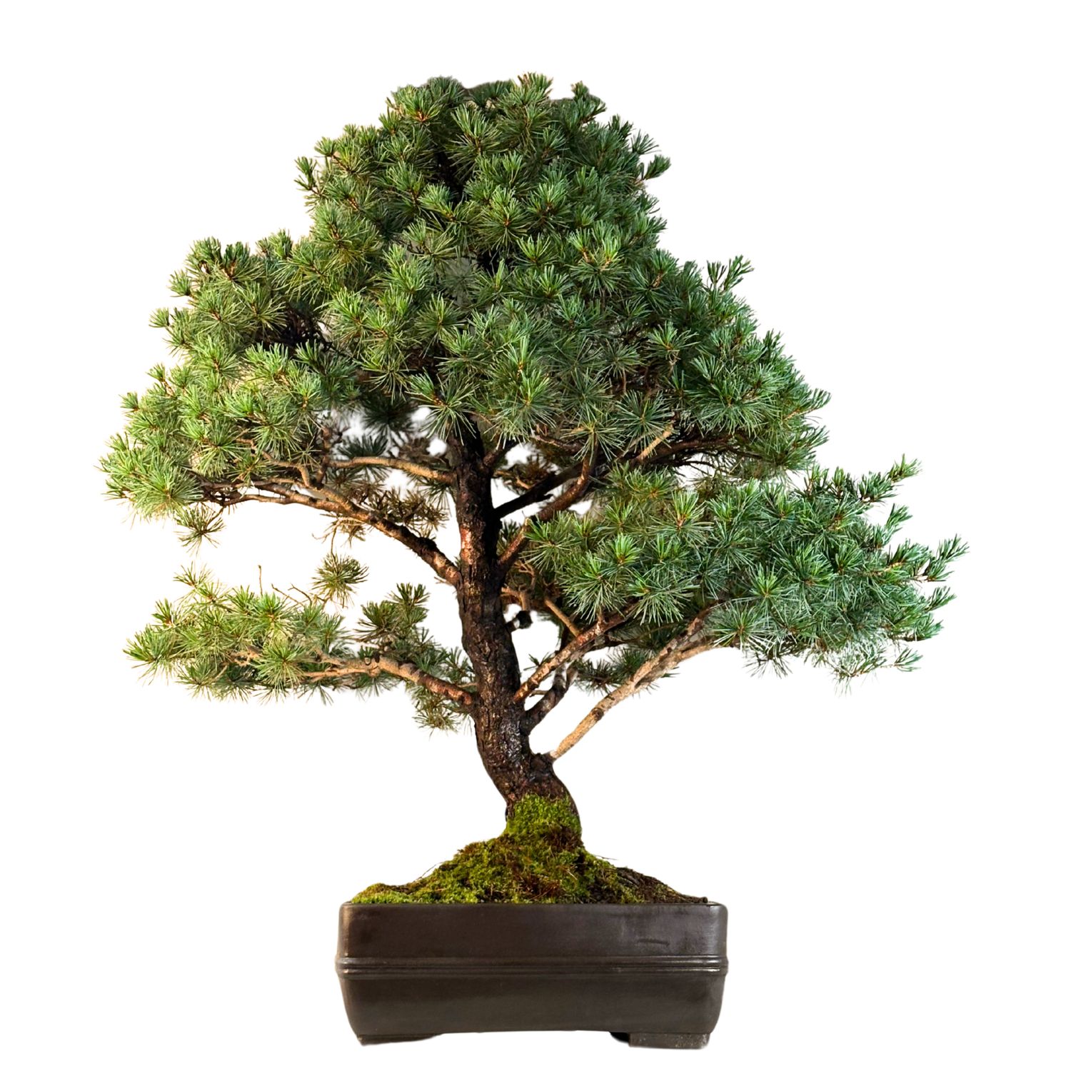 Japan Weißer Kiefer Bonsai Pinus P40