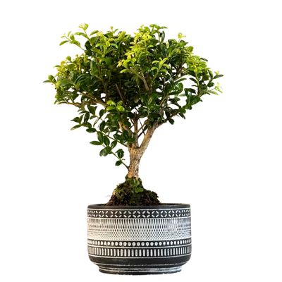 Ilex Crenata P12  Japanische Stechpalme