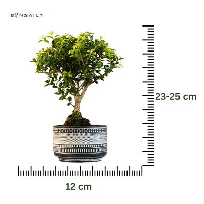 Ilex Crenata P12  Japanische Stechpalme