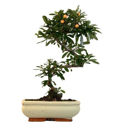 Feuerdorn (pyracantha) Bonsai P20 S