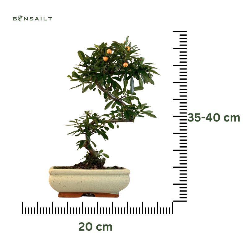 Feuerdorn (pyracantha) Bonsai P20 S