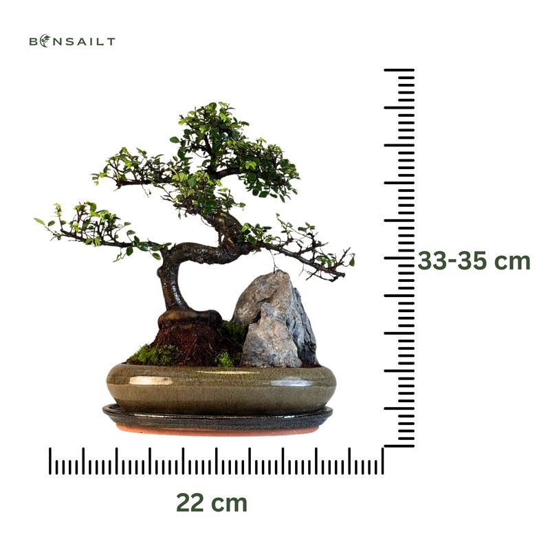 Chinesische Ulme (Ulmus parvifolia) Bonsai auf einem Felsen P22 S