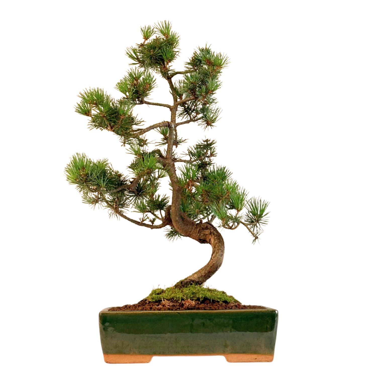 Japan Weißer Kiefer Bonsai Pinus P25