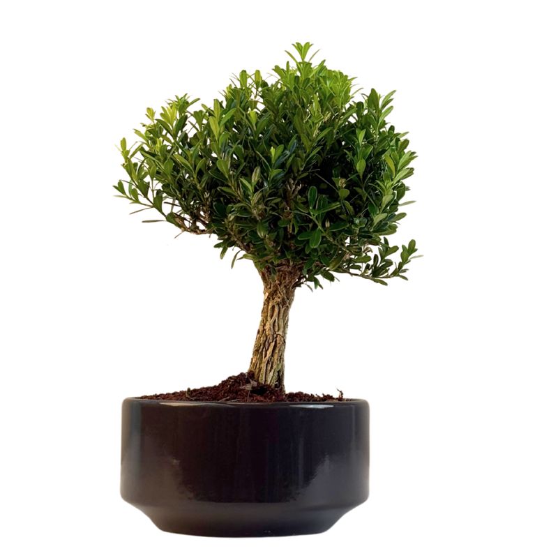 Buchsbaum bonsai P15 / Boxwood