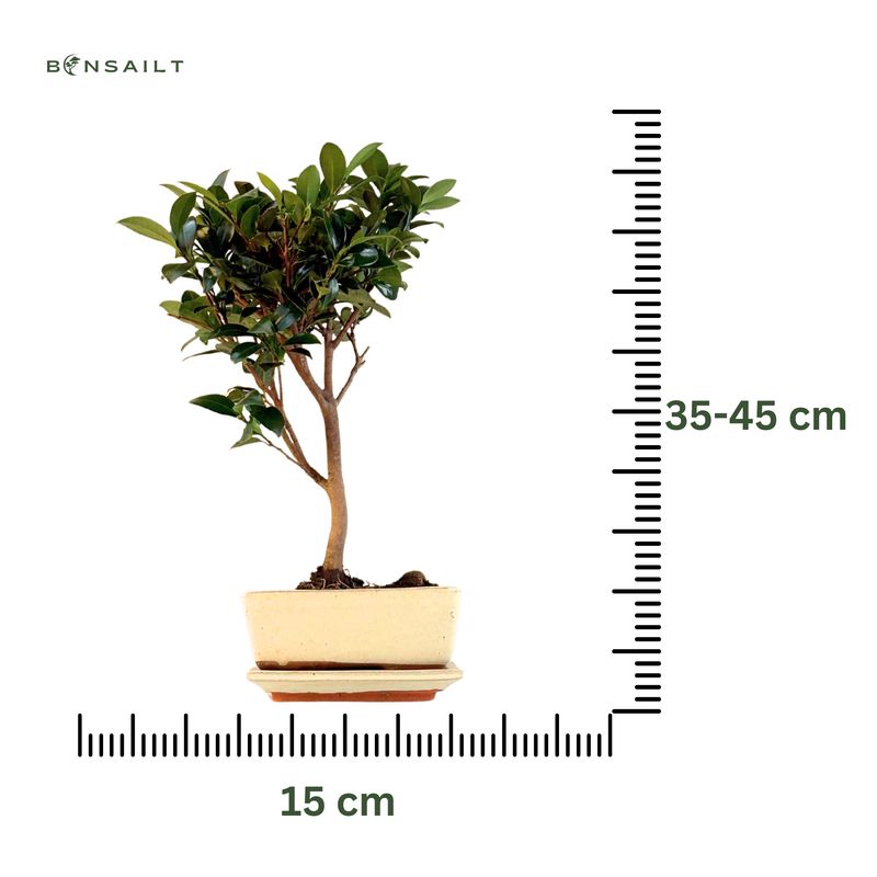 Kamelien-Bonsai P15