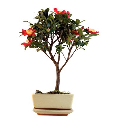 Kamelien-Bonsai P15