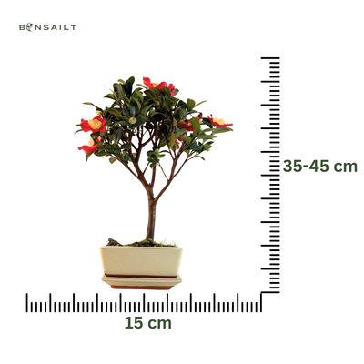 Kamelien-Bonsai P15