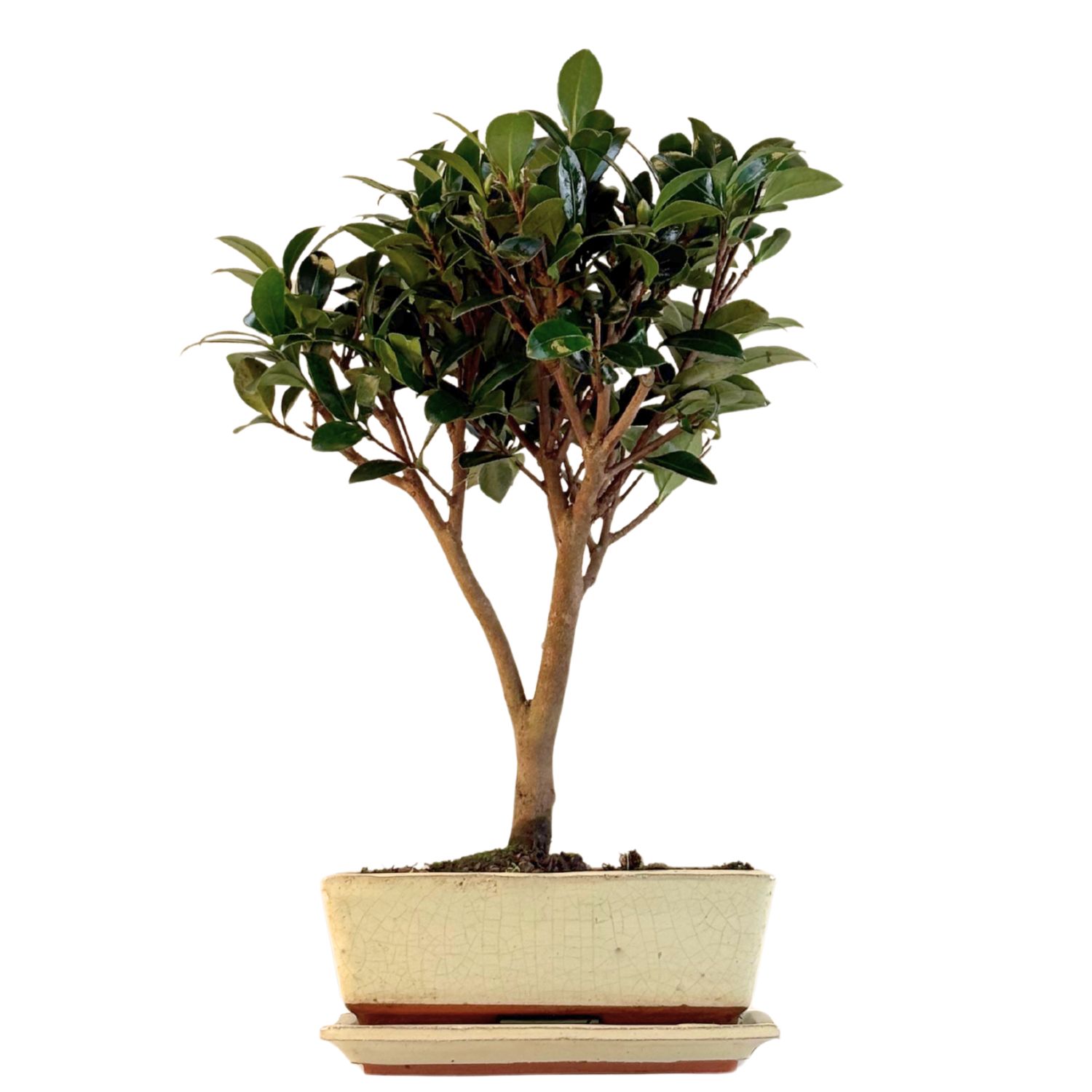 Kamelien-Bonsai P20