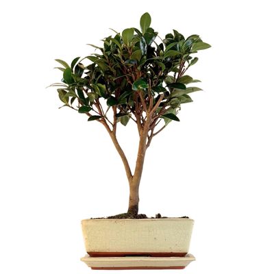 Kamelien-Bonsai P20