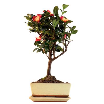 Kamelien-Bonsai P20