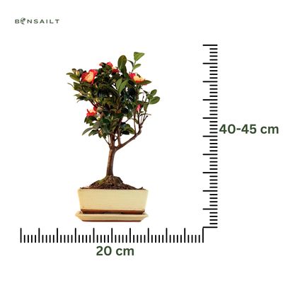 Kamelien-Bonsai P20