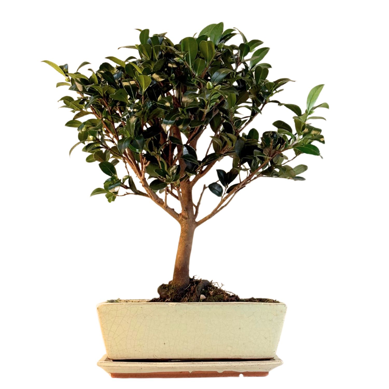 Kamelien-Bonsai P25