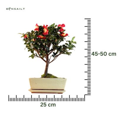 Kamelien-Bonsai P25