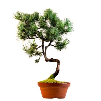 Japan Weißer Kiefer Bonsai Pinus P16