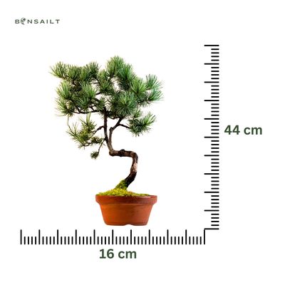 Japan Weißer Kiefer Bonsai Pinus P16