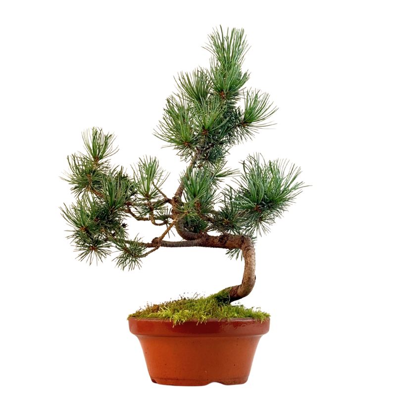 Japan Weißer Kiefer Bonsai Pinus P16