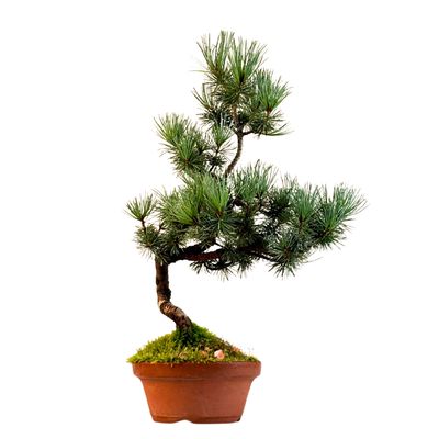 Japan Weißer Kiefer Bonsai Pinus P16