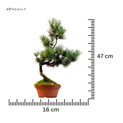 Japan Weißer Kiefer Bonsai Pinus P16