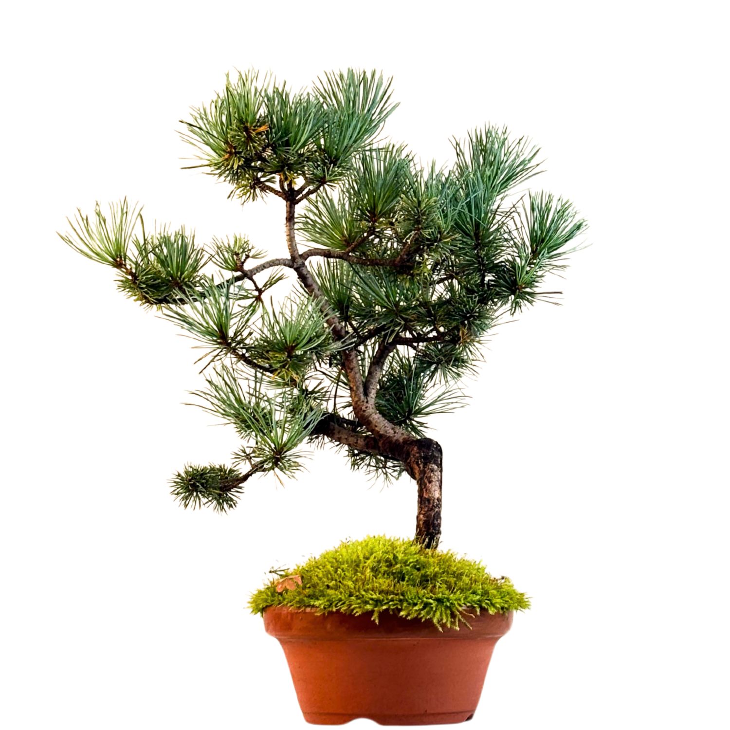 Japan Weißer Kiefer Bonsai Pinus P16