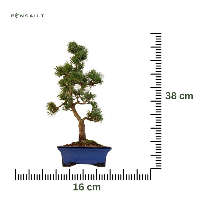Japan Weißer Kiefer Bonsai Pinus P16