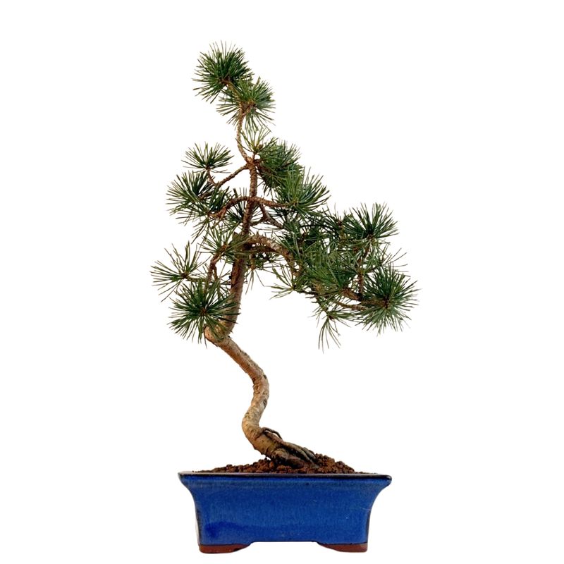 Japan Weißer Kiefer Bonsai Pinus P16