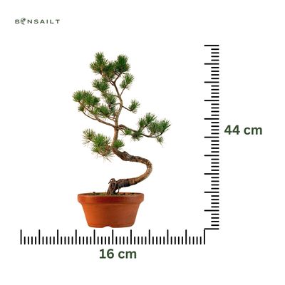 Japan Weißer Kiefer Bonsai Pinus P16