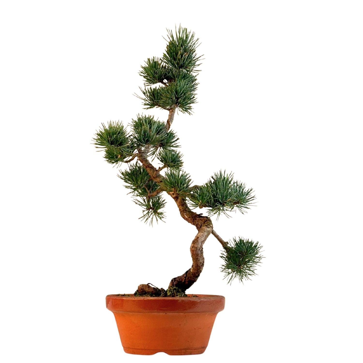 Japan Weißer Kiefer Bonsai Pinus P16