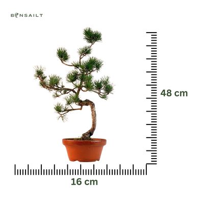 Japan Weißer Kiefer Bonsai Pinus P16