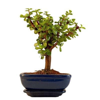 Portulacaria Bonsai P15