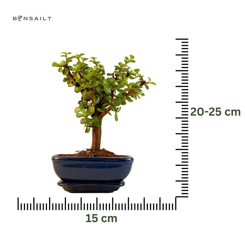 Portulacaria Bonsai P15