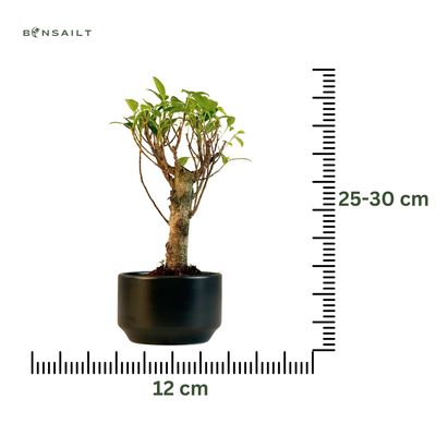 Ficus Bonsai P12