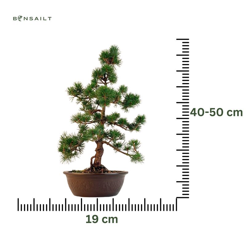 Japan Weißer Kiefer Bonsai Pinus P19