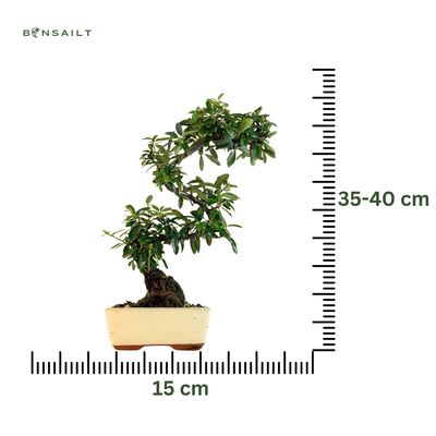 Feuerdorn (pyracantha) Bonsai P15 S
