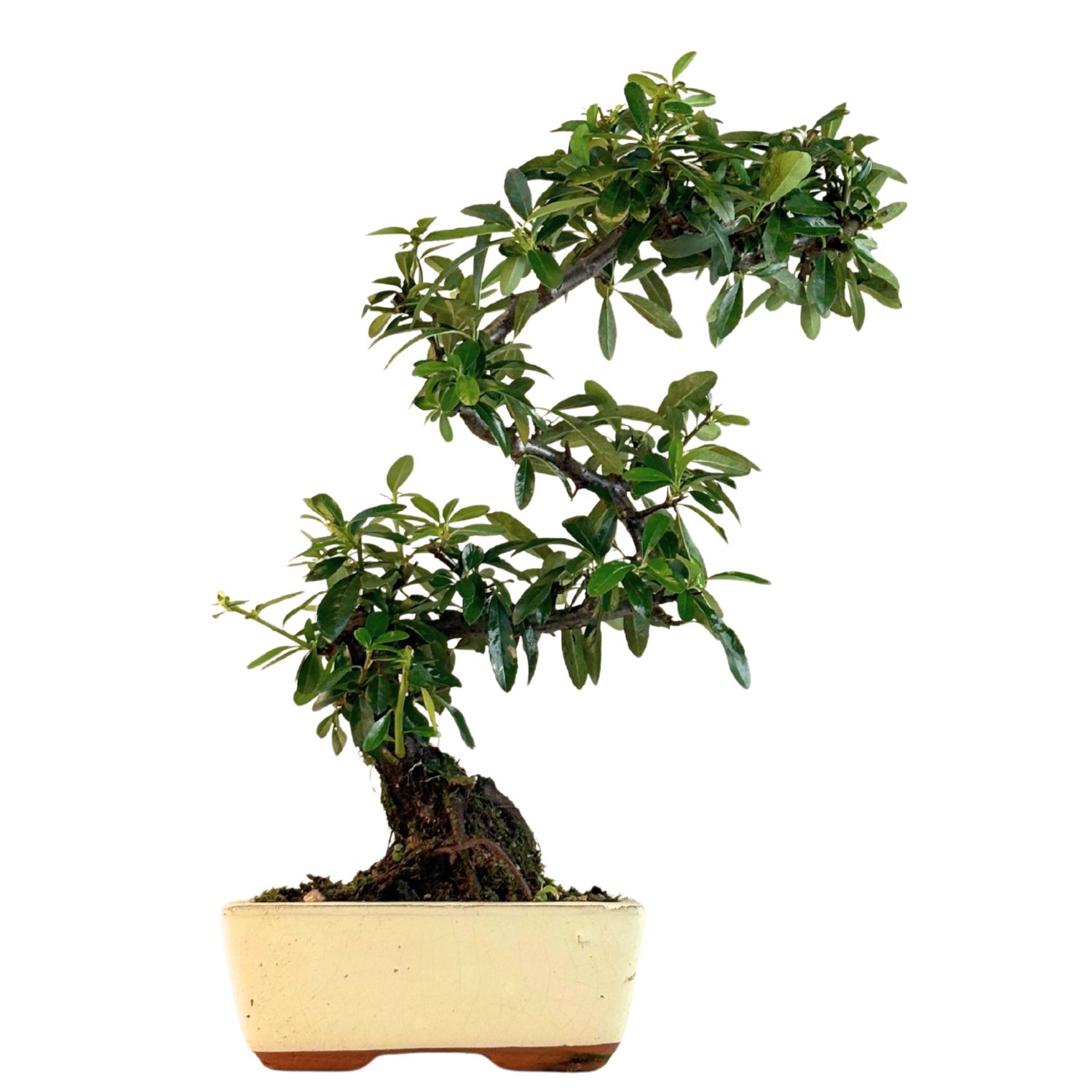 Feuerdorn (pyracantha) Bonsai P15 S
