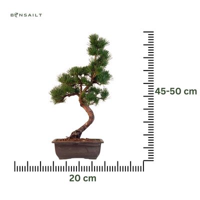 Japan Weißer Kiefer Bonsai Pinus P20