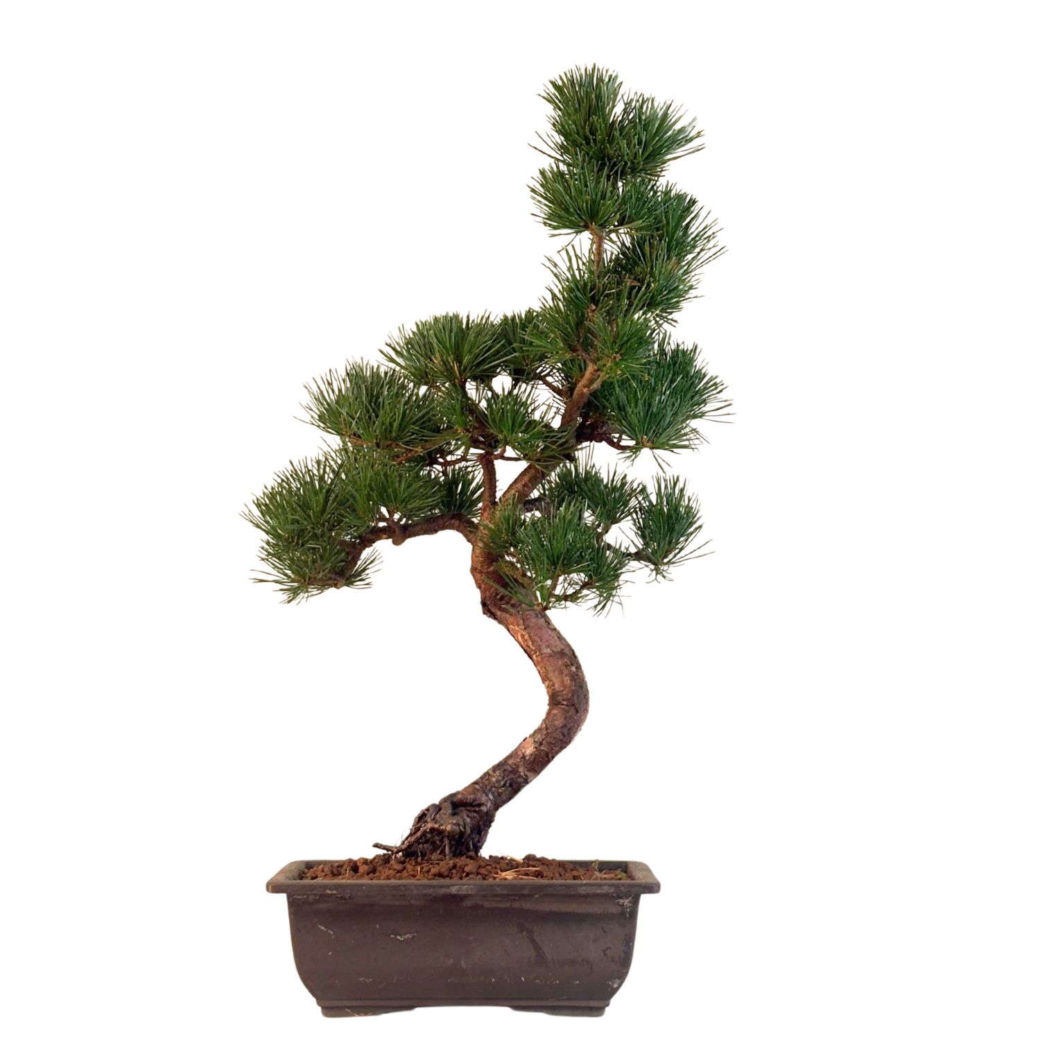 Japan Weißer Kiefer Bonsai Pinus P20