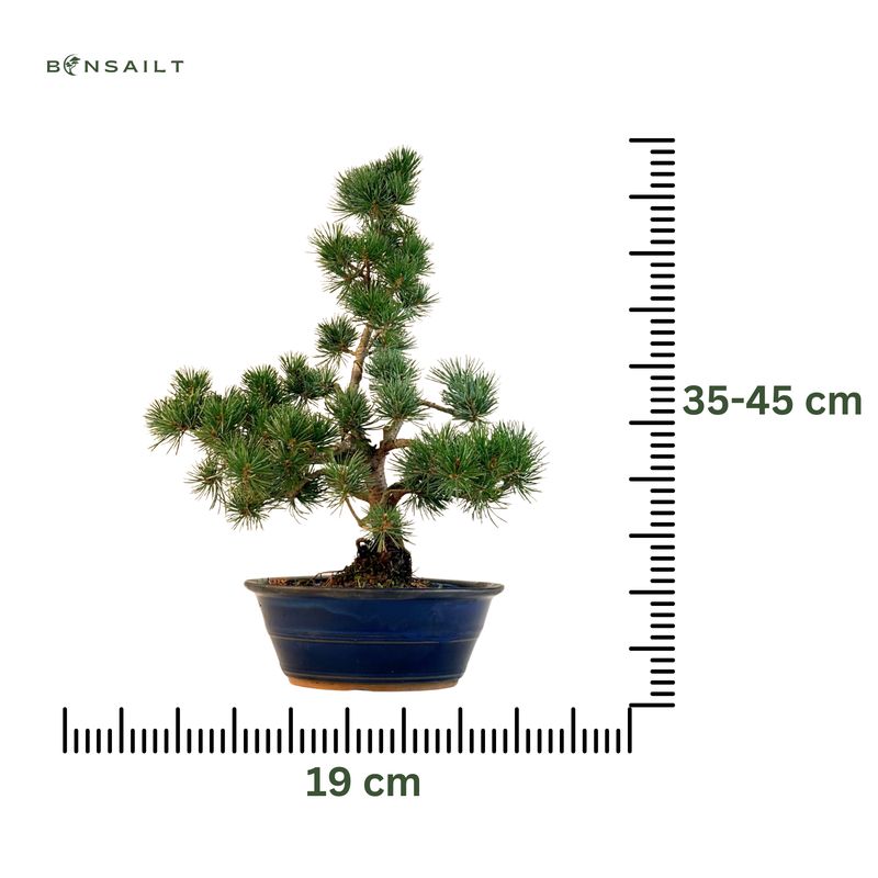 Japan Weißer Kiefer Bonsai Pinus P19