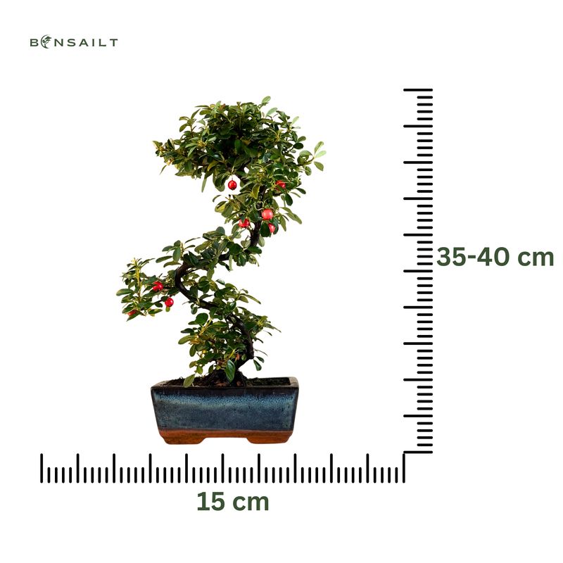 Zwergmispel bonsai P15 S/ Cotoneaster
