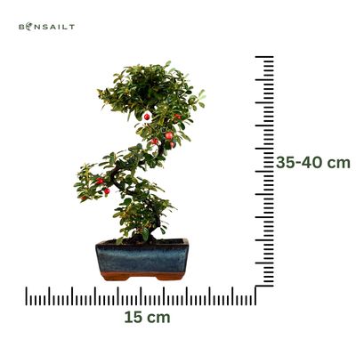 Zwergmispel bonsai P15 S/ Cotoneaster