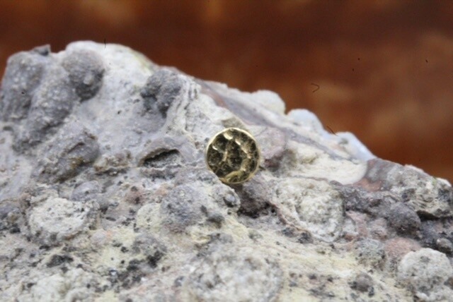 Threaded Yellow Gold Hammered Disc, Gauge: 16g, Size: 3mm