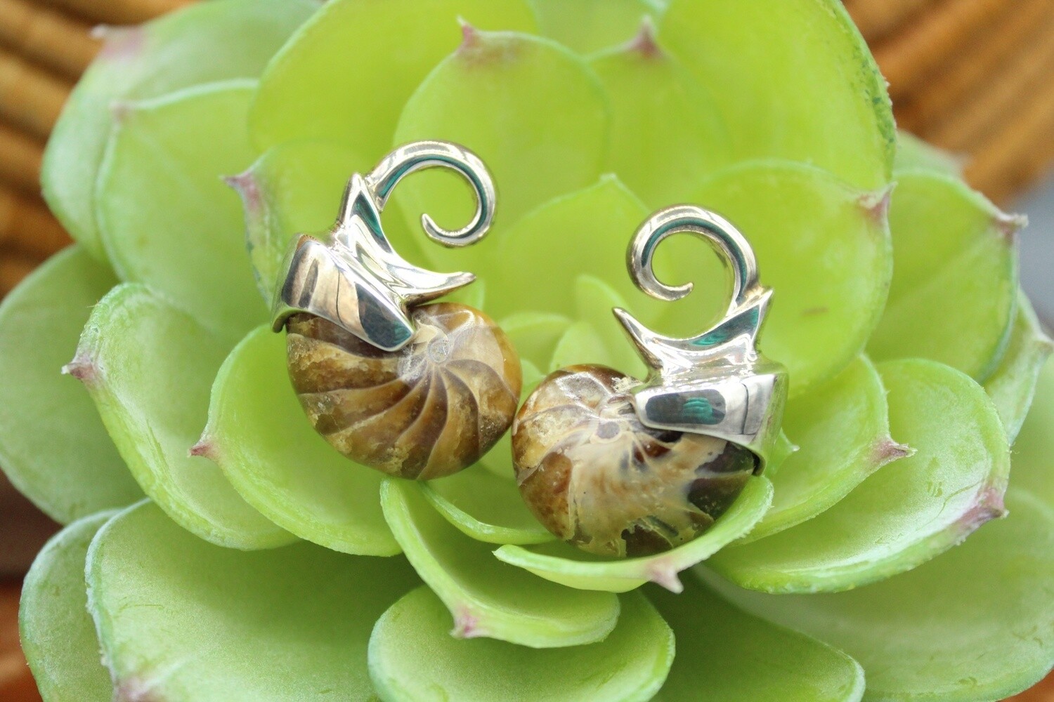 Brass Ammonite Weights, Gauge: 10g, Style: Ammonite