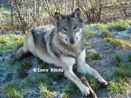 De Europese wolvin Hannah
