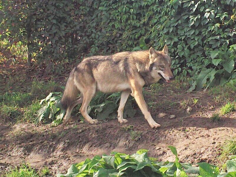 Europese wolvin Runa