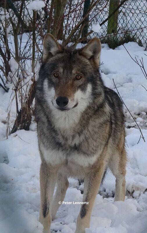 Europese wolf Malik