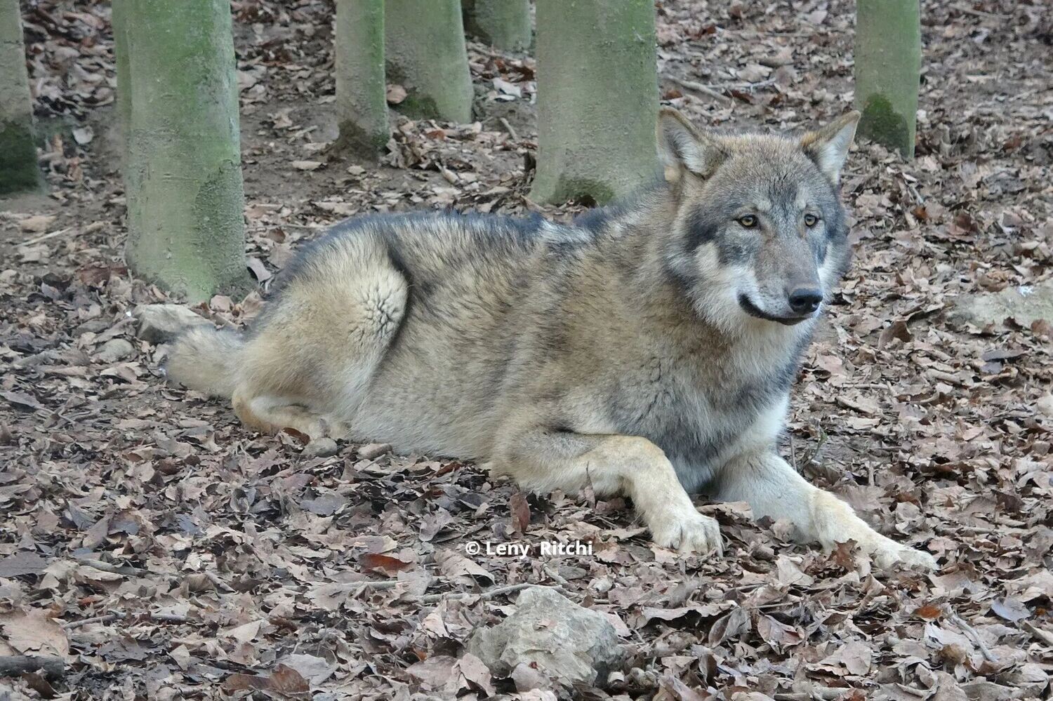 Europese wolvin Maiko