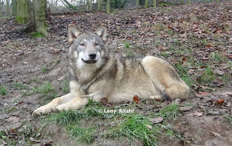 Europese wolf Vasco