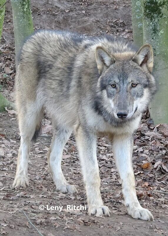 Europese wolfin Luna