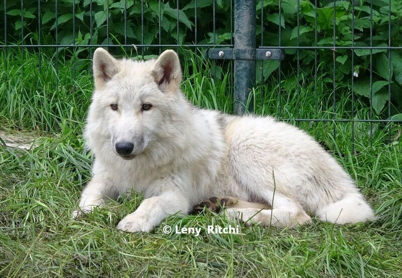 Arctische wolf Elliot