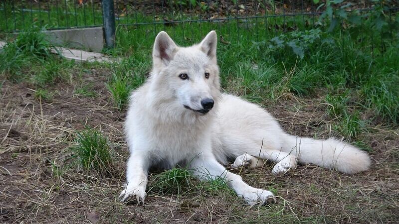 Arctische wolvin Kiya